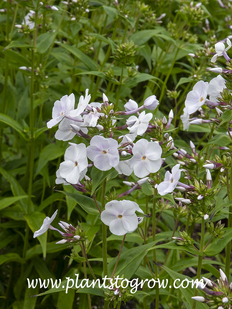 Fashionably Early Crystal Garden Phlox (Phlox carolina)
The first set of images were taken early in the blooming period.  The flower heads that are loose now will become tightly packed trusses of flowers.